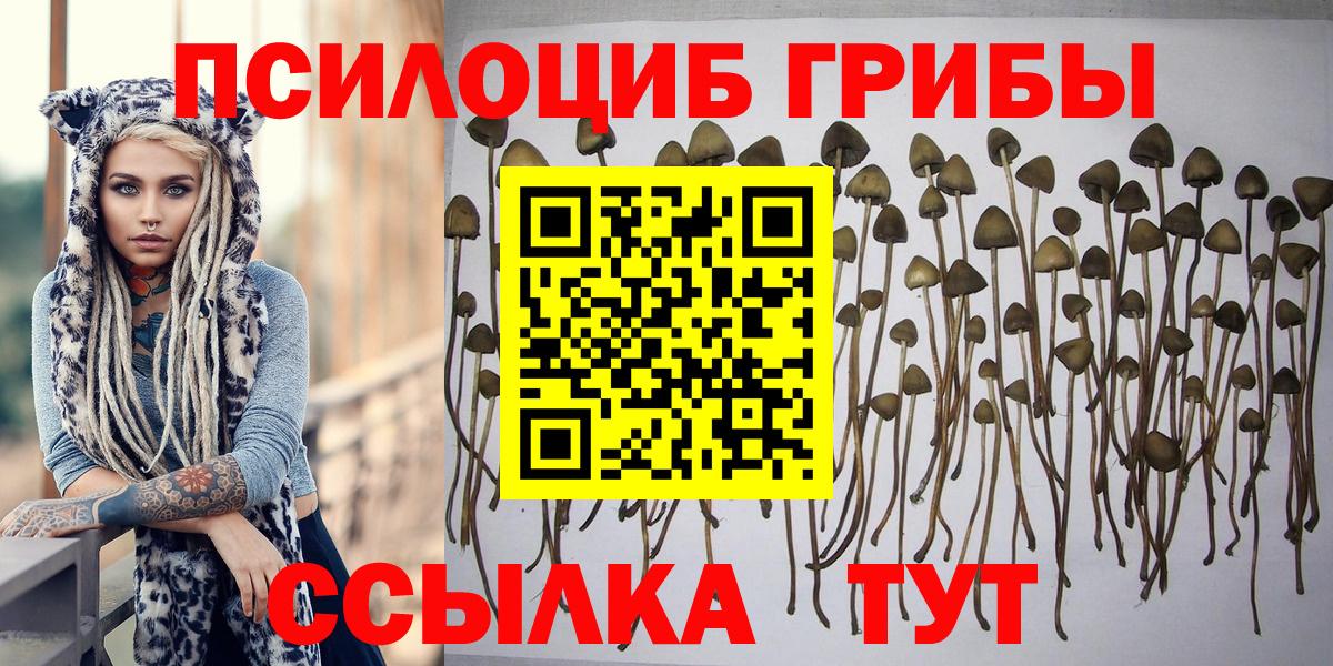 Галлюциногенные грибы Psilocybe  как найти закладки  Георгиевск  Вход с VPN  Псилоцибиновые грибы Cubensis 